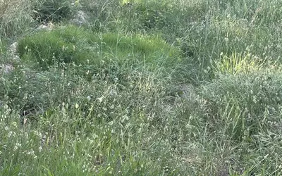 San-Gavino-Di-Carbini (20170)