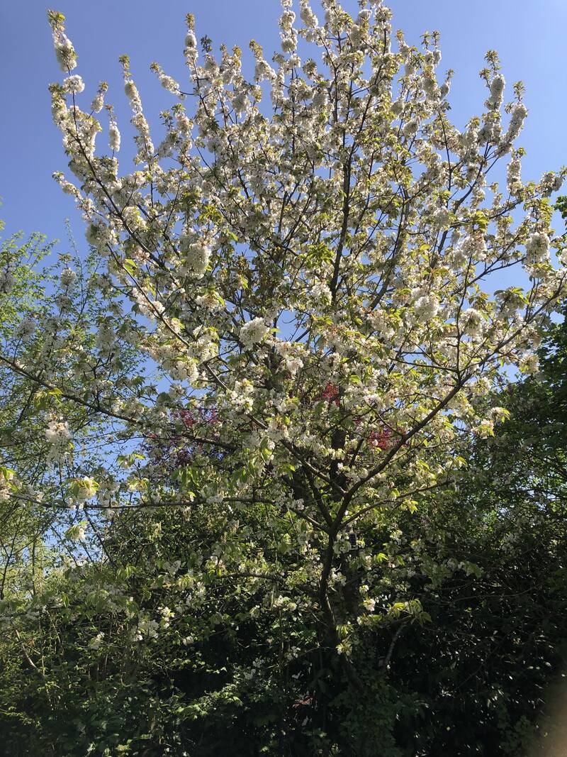Arpajon (91290)