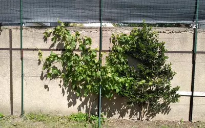 Maisons-Alfort (94700)