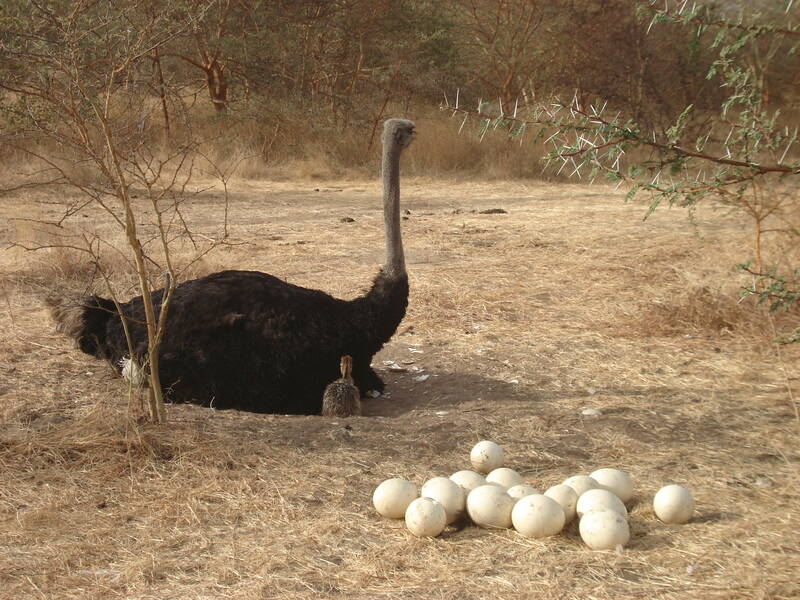 Popenguine / Sénégal