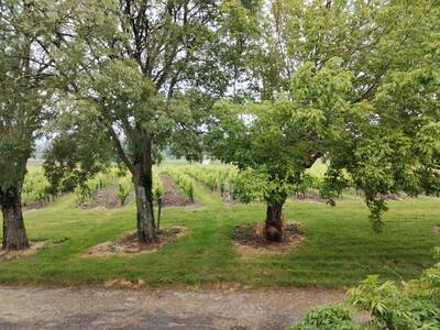 Vente maison 6 pièces Monbazillac (24240)