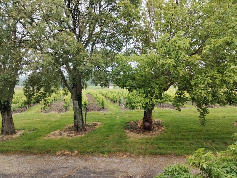 Monbazillac (24240)