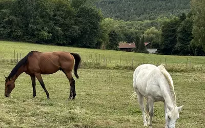 Chevreuse (78460)