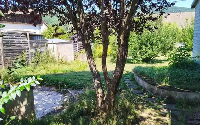 Lauw (68290)