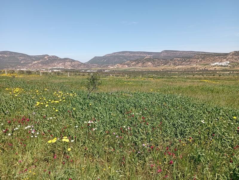 Tunisie