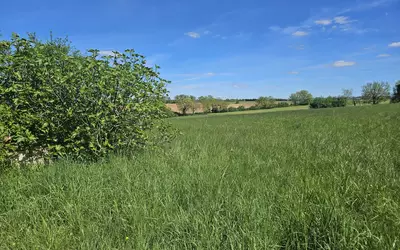 Fénols (81600)