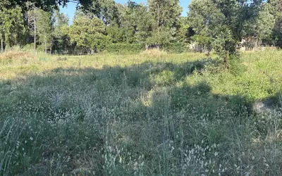 San-Gavino-Di-Carbini (20170)