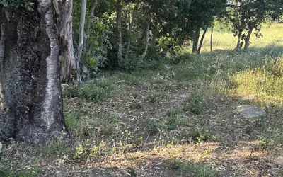 San-Gavino-Di-Carbini (20170)
