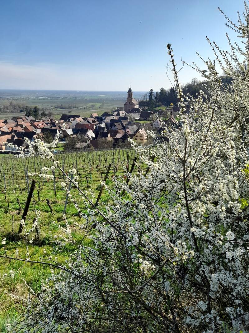 Kintzheim (67600)