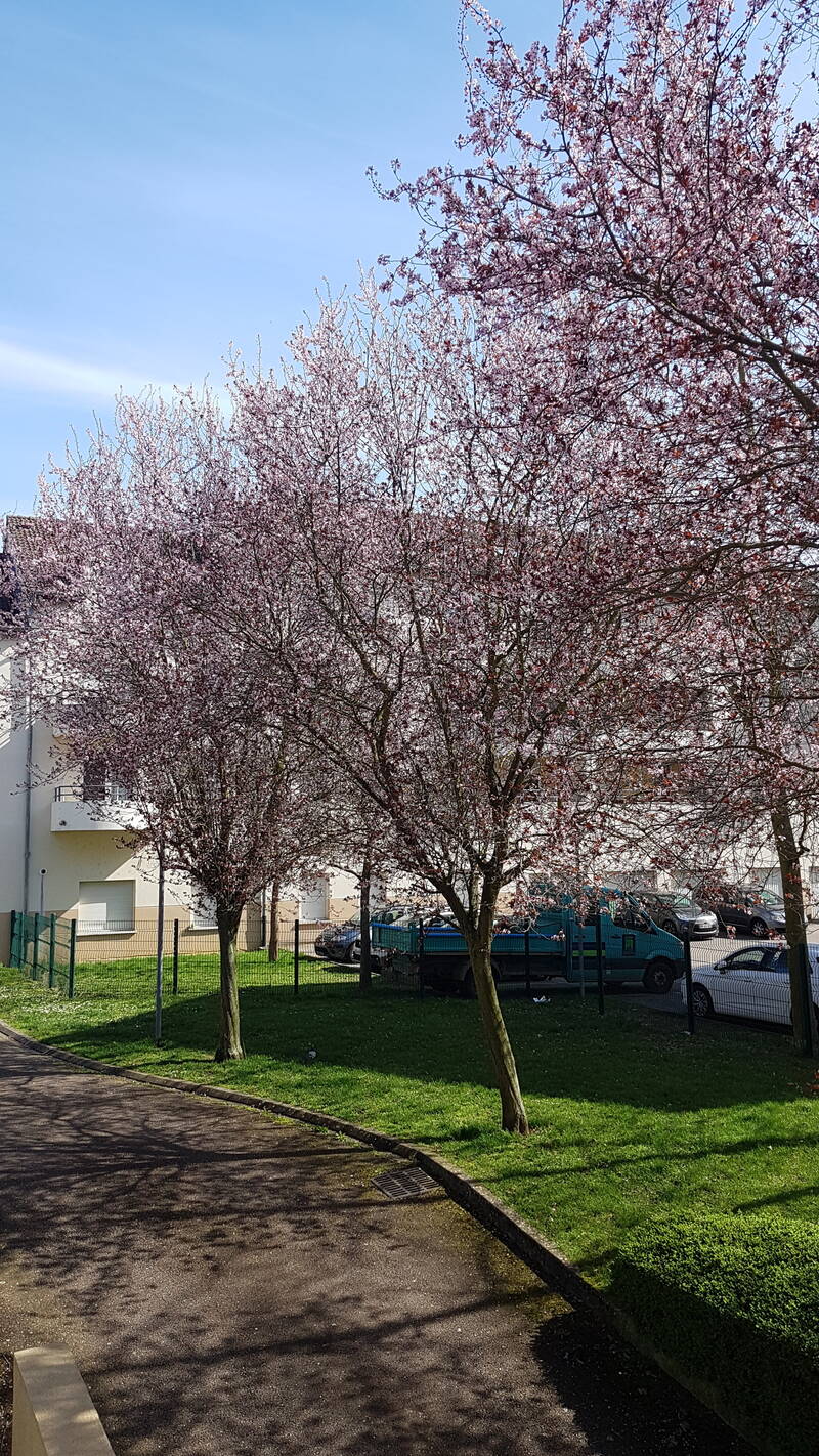 Metz (57000)