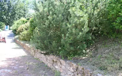 Pavezin (42410)