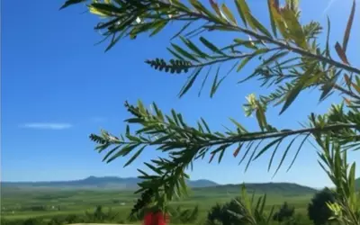 Maroc