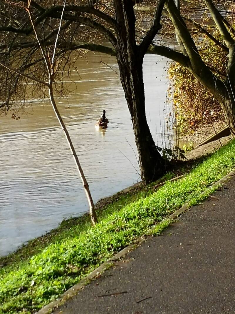 Champigny-Sur-Marne (94500)