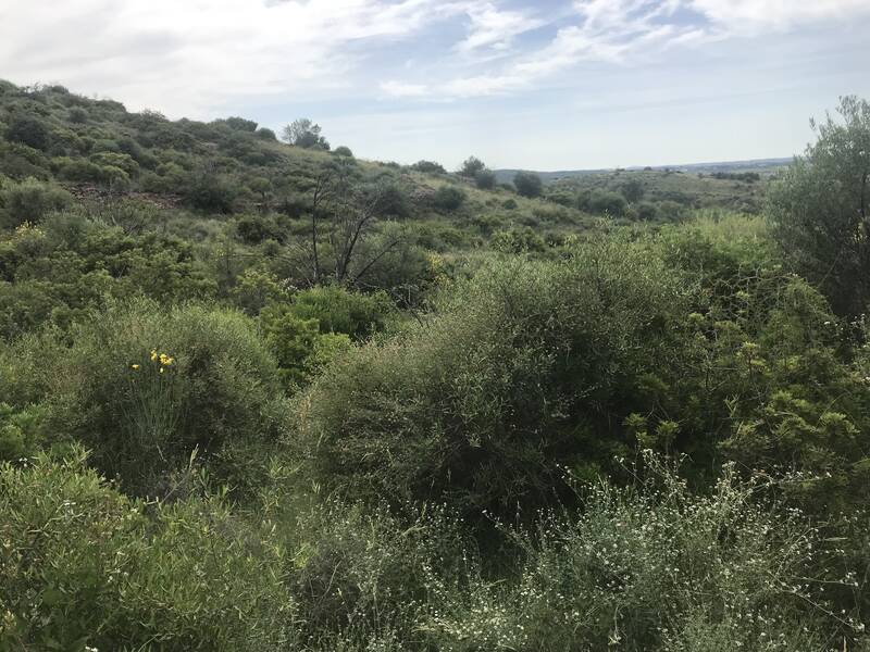 Neffiès (34320)