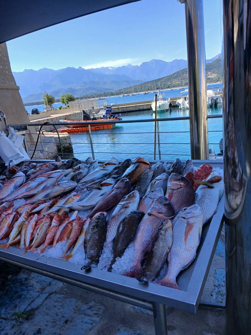 Calvi (20260)