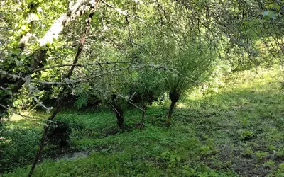 Montardit (09230)