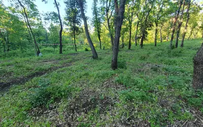 Sorio (20246)