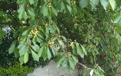 Montreuil - Avec Jardin