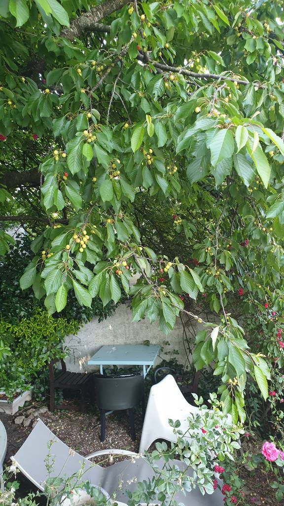 Montreuil - Avec Jardin