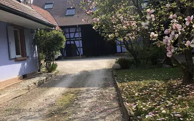 Niederschaeffolsheim (67500)