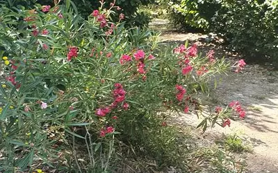 10 Mn Aix-En-Provence, A Calas-Cabries