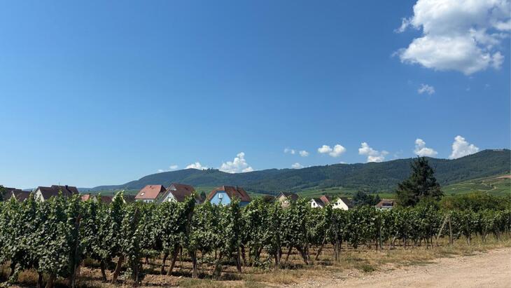 Immobilier neuf à Wintzenheim